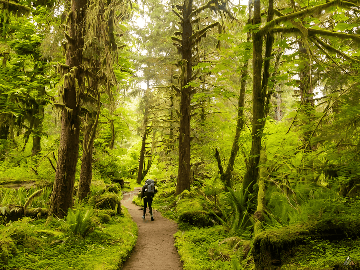 Hoh River Trail, Olympic National Park, Washington